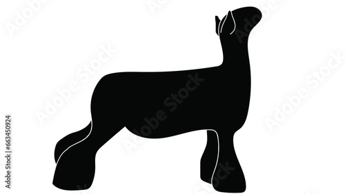 Show Lamb
