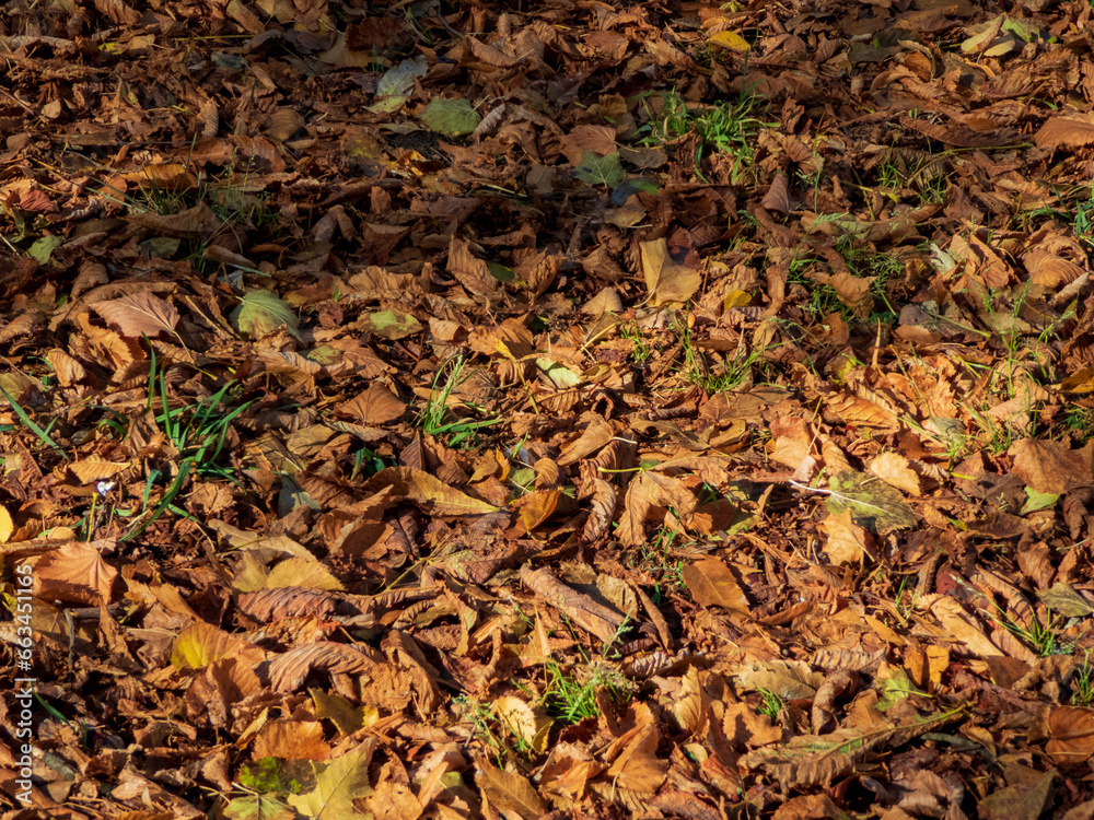 autumn leaves on the ground autumn leaves on the ground