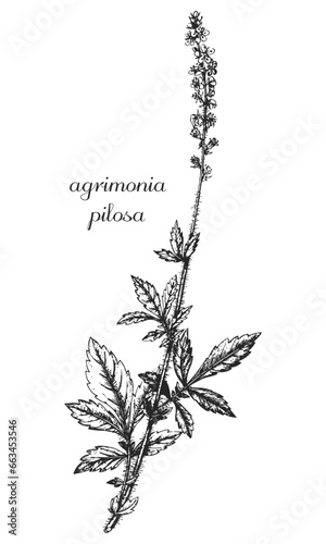 agrimonia, agrimonia pilosa, pilosa, burdock, monochrome flower, flower on transparent background, black and white flower, medicinal plant, medicinal herbs, black and white design, nature, flower