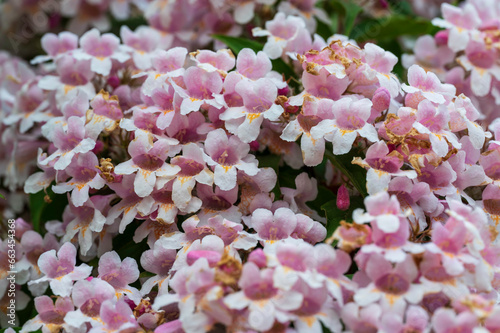 Detail of the flowers of the Kolkwitzia amabilis plant.
