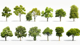 Collection Beautiful 3D Trees Isolated background , Use for visualization in architectural design or garden decorate