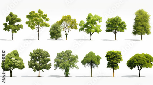 Collection Beautiful 3D Trees Isolated background , Use for visualization in architectural design or garden decorate photo