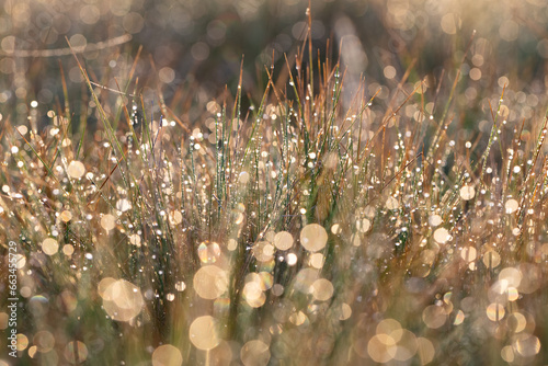Dew on grass at dawn