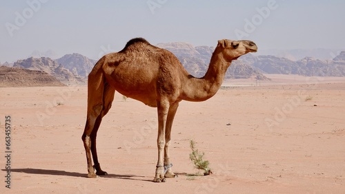 Wüstenlandschaft von Wadi Rum in Jordanien