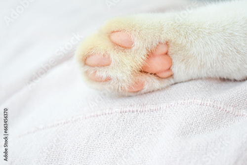 Cat toe beans in pink. Cat paw pads. Animal paw and claw. Pet lying on sofa at home. Happy feline and mammal concept.  © Maliflower73