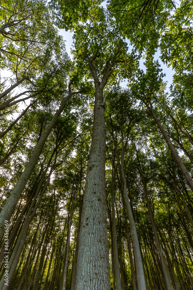 Fototapeta premium A Canopy of Tranquility: Lush Green Treetops in the Deciduous Forest