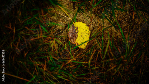 Yellow leaf among grass photo