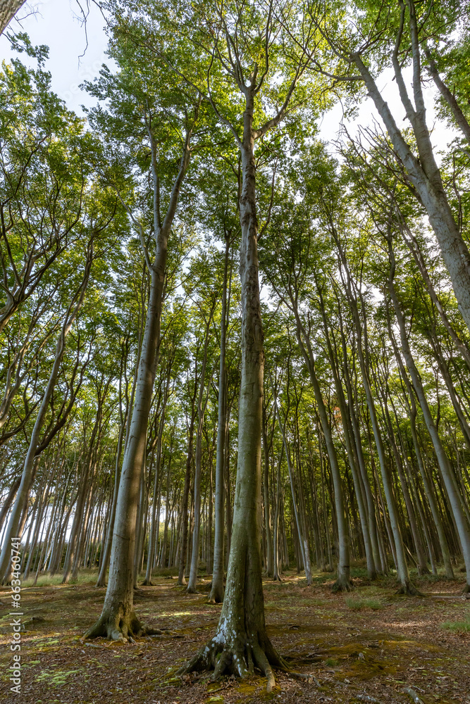 A Canopy of Tranquility: Lush Green Treetops in the Deciduous Forest A Canopy of Tranquility: Lush Green Treetops in the Deciduous Forest
