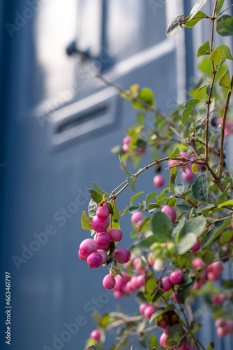 Foto Container with Coralberry Symphoricarpos Orbiculatus Moench plant, in front of characterful historic Huguenot house on Wilkes Street in Spitalfields, East London, with blue door and shutters