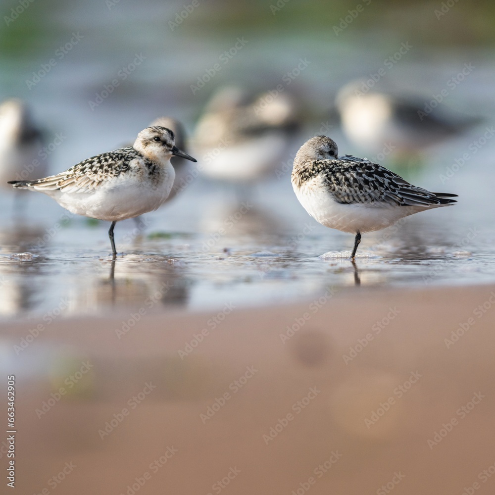 Sanderling, Calidris Alba, birds on the beach at low tide, Dawlish Warren, Devon, England Sanderling, Calidris Alba, birds on the beach at low tide, Dawlish Warren, Devon, England