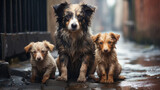 Three sad homeless wet dogs sitting on the street during the rain