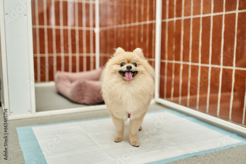 loveable pomeranian spitz standing on pee pad near comfortable kennel in pet hotel, cozy stay