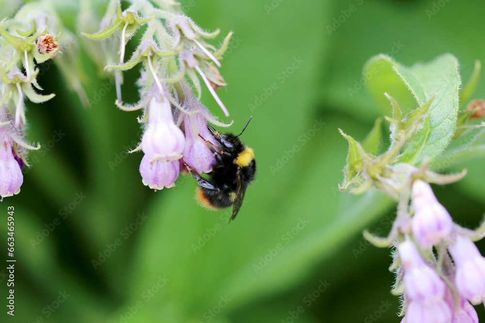 Hummel auf Blüte Hummel auf Blüte
