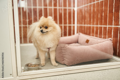 funny pomeranian spitz in cozy kennel near bowl of dry food in welcoming pet hotel, comfortable stay