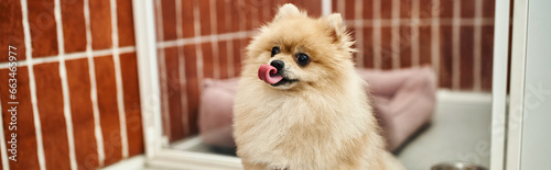 funny pomeranian spitz sticking out tongue near blurred cozy kennel in modern pet hotel, banner