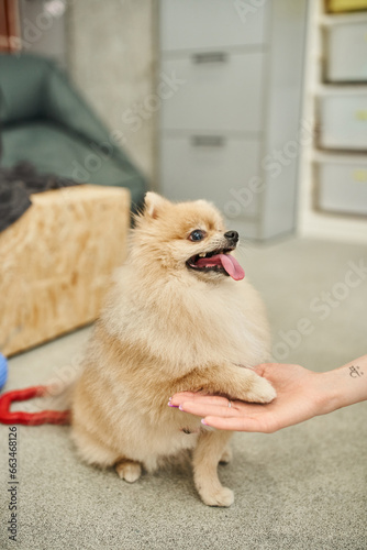 playful pomeranian spitz giving paw to cropped dog sitter during training class in cozy pet hotel