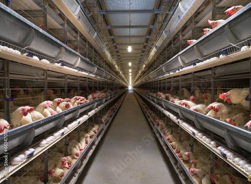 Egg production factory. White hens lay eggs in a fully automated production system. Industrial egg plant.  Egg hen cage. 