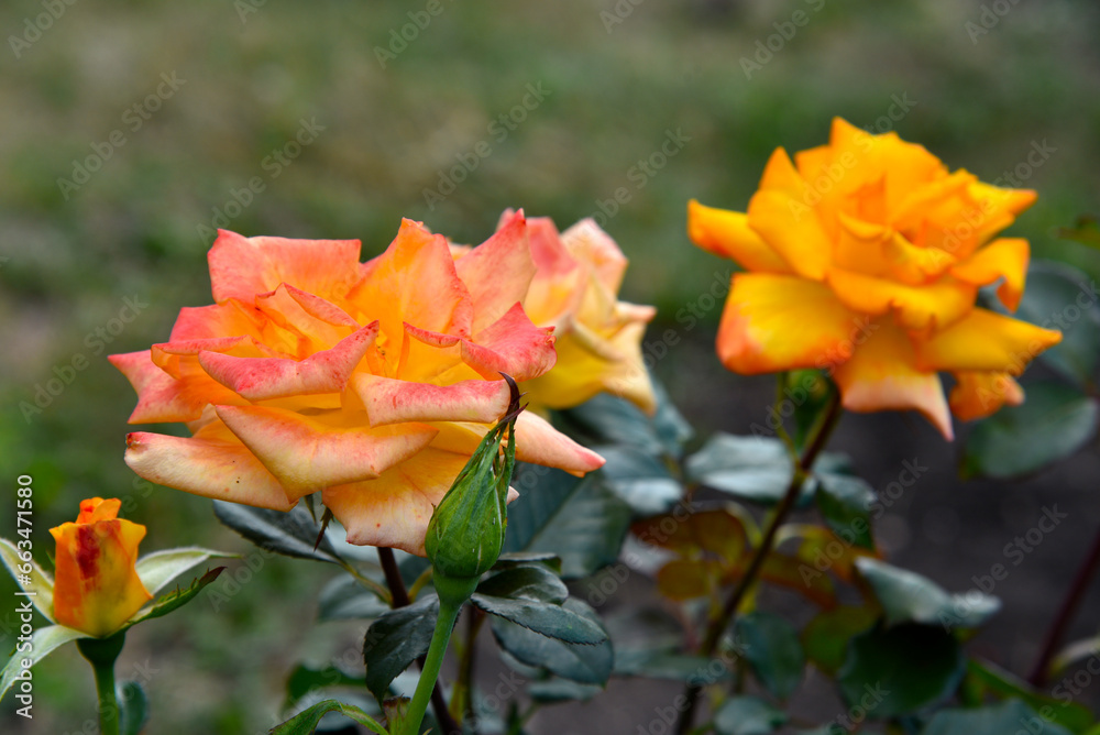 A bush with beautiful and juicy yellow roses in a summer garden. Large orange flowers. A bush with beautiful and juicy yellow roses in a summer garden. Large orange flowers.