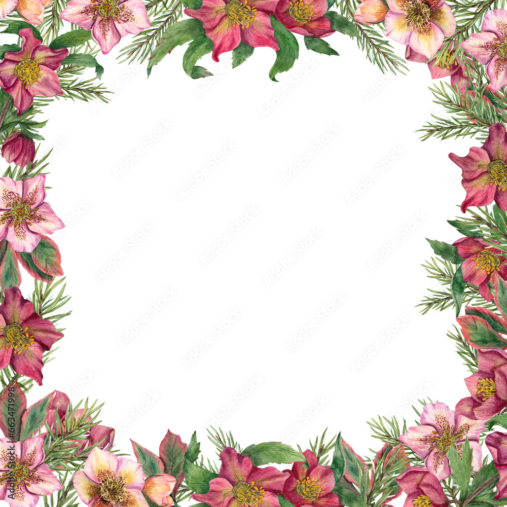 Square floral frame with hellebores and Xmas tree branches. Evergreen plants, spruce, winter flowers. Watercolor illustration. For greeting card design, invitation template. Space for text.