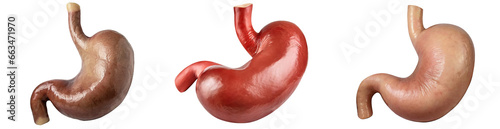 Set of realistic human stomach, internal human organ, human anatomy, isolated on a transparent background. PNG cutout or clipping path. photo