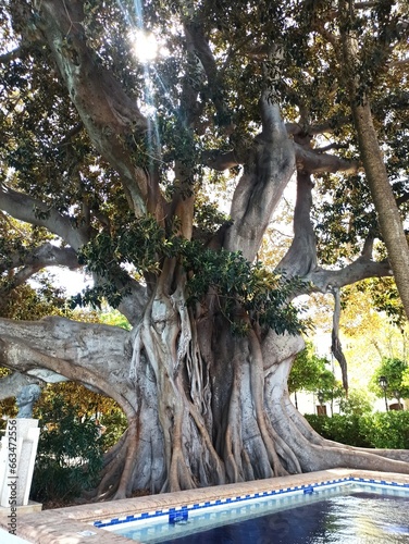 Ficus centenario en los Jardines Clara Campoamor en Cádiz. Árbol gigante ficus americano.