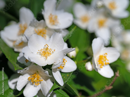 Blühender Europäischer Pfeifenstrauch, Philadelphus coronarius photo