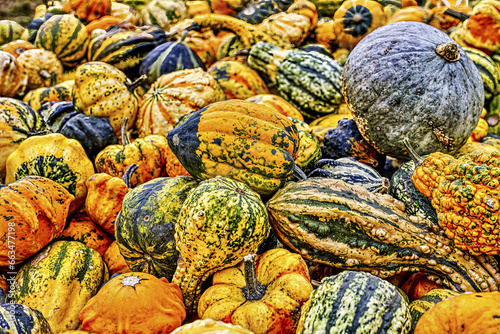 Colorful ornamental pumpkins in autumn, pumpkin as decoration, different ornamental pumpkin varieties, Bavaria, Germany