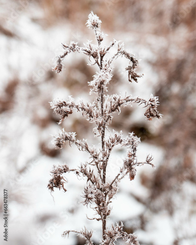 Zimowy badyl pokryty śniegiem © Gabriela