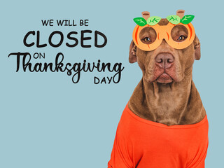 Signboard with the inscription We will be closed on Thanksgiving. Cute brown dog and a basket with pumpkin. Closeup, indoors. Studio shot. Pets care concept