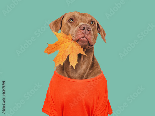 Cute brown dog, red shirt and autumn yellow leaves. Isolated background. Close-up, indoors. Studio photo. Day light. Beauty, fashion. Concept of care, education, training pets