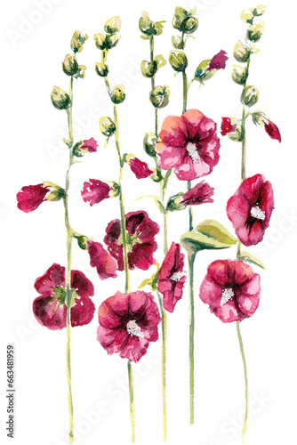 Wild dark hibiscus, watercolor illustration. Sticker, print, postcard
