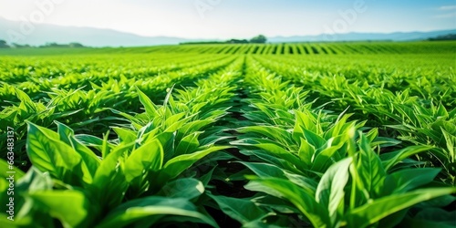 Field of vibrant green biofuel crops. photo