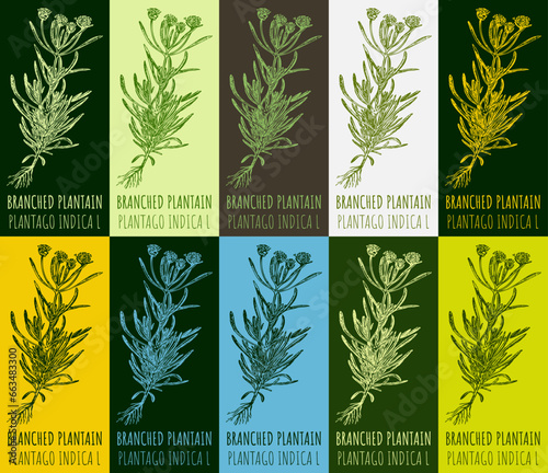 Set of vector drawing of BRANCHED PLANTAIN in various colors. Hand drawn illustration. Latin name PLANTAGO INDICA L.