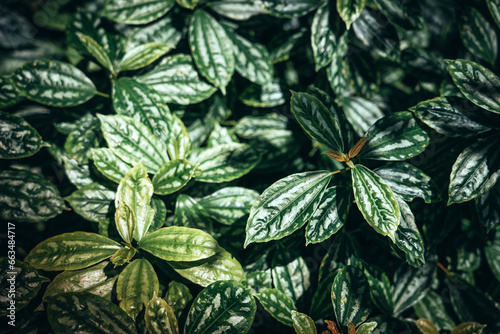 Tropical leave of plant green texture background