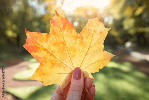 A hand holds a yellow maple leaf. Autumn background.