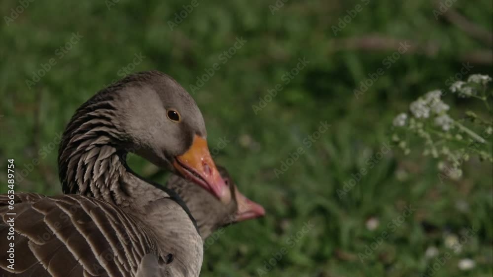 Greylag goose on a meadow Greylag goose on a meadow