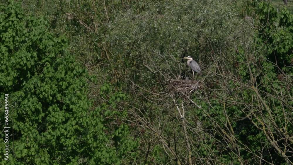 Grey heron at the nest Grey heron at the nest
