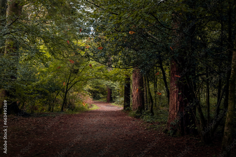 A path though the woodland in Autumn in South Wales UK
