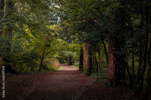 A path though the woodland in Autumn in South Wales UK 