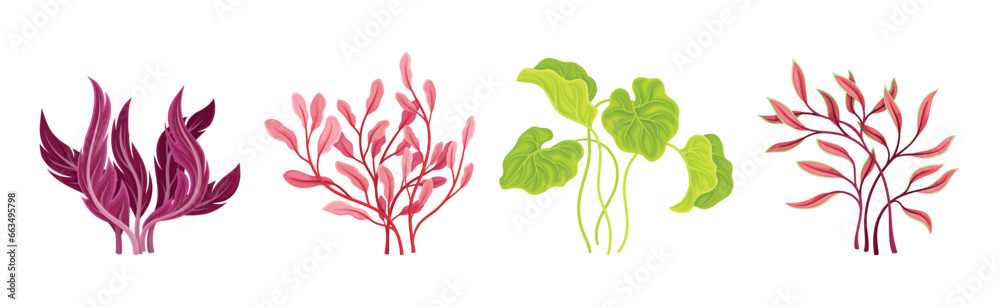 Seaweed and Marine Algae Plant Curve Vector Set Seaweed and Marine Algae Plant Curve Vector Set