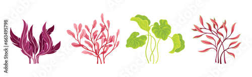 Seaweed and Marine Algae Plant Curve Vector Set