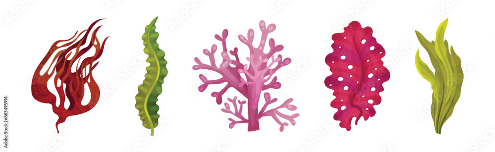 Fototapeta premium Seaweed and Marine Algae Plant Curve Vector Set
