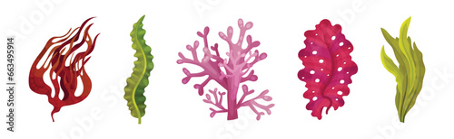 Seaweed and Marine Algae Plant Curve Vector Set