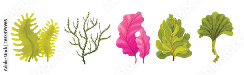 Seaweed and Marine Algae Plant Curve Vector Set