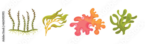 Seaweed and Marine Algae Plant Curve Vector Set