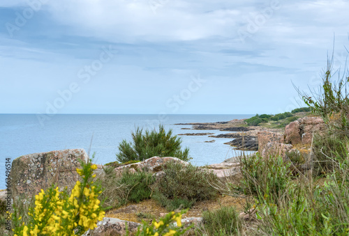 The northern coast of Bornholm, Danmark, with yellow genista in front of the shore