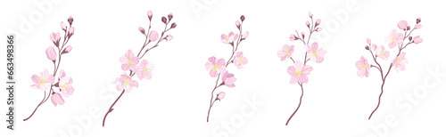 Blooming Cherry Branches with Tender Pink Flower Blossom Vector Set