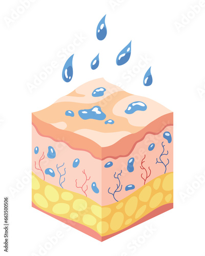 Hyaluronic acid isometric. Profile view cube representing skin structure layers icon. Subcutaneous tissue, dermis and epidermis anatomical structure. Cartoon vector illustration isolated on white