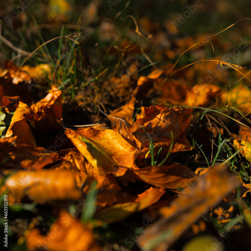 autumn leaf park colors bench