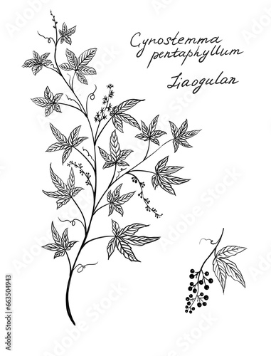Gynostemma pentaphyllum, also called jiaogulan, five-leaf ginseng, poor man's ginseng, miracle grass, fairy herb, sweet tea vine, gospel herb, and southern ginseng,  used in  traditional medicine photo